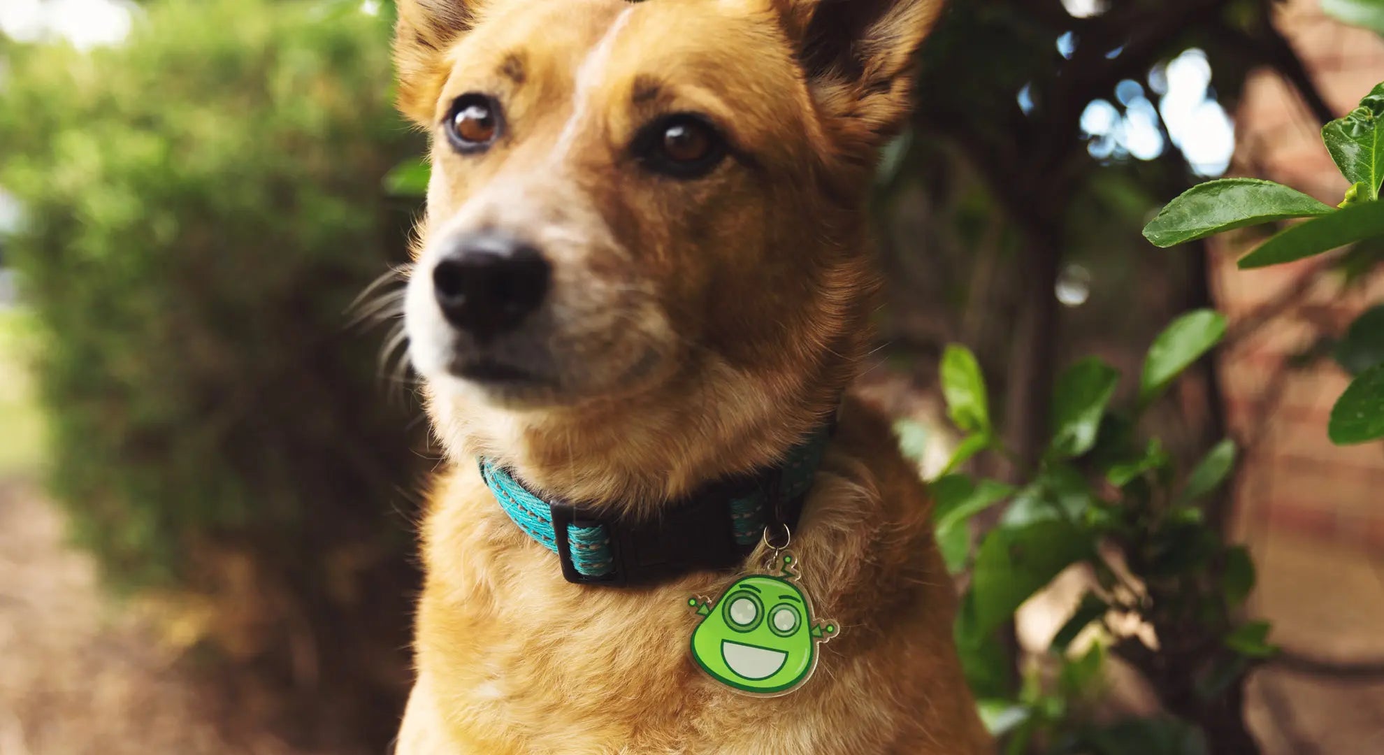 Custom acrylic charm attached to a dog collar